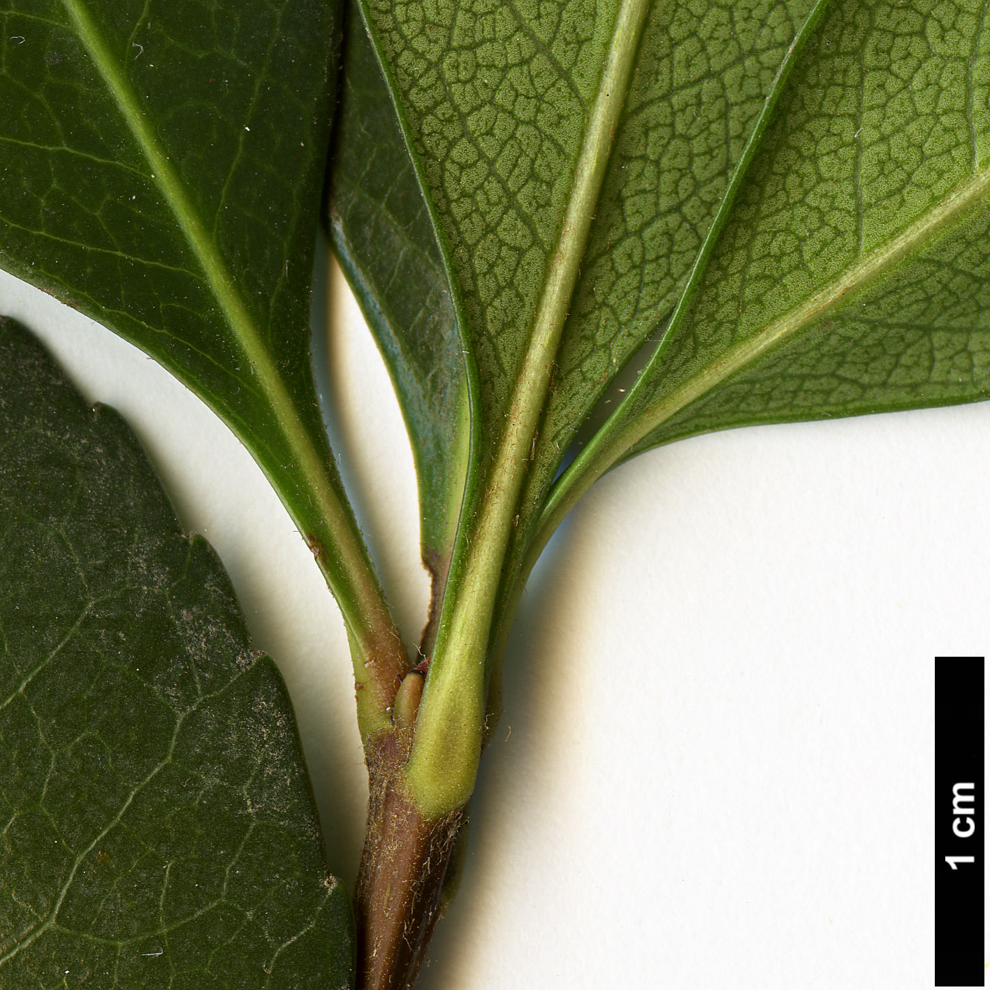 High resolution image: Family: Rosaceae - Genus: Rhaphiolepis - Taxon: ×delacourii (R.indica × R.umbellata)